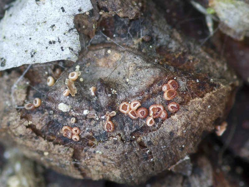 Calycina conorum